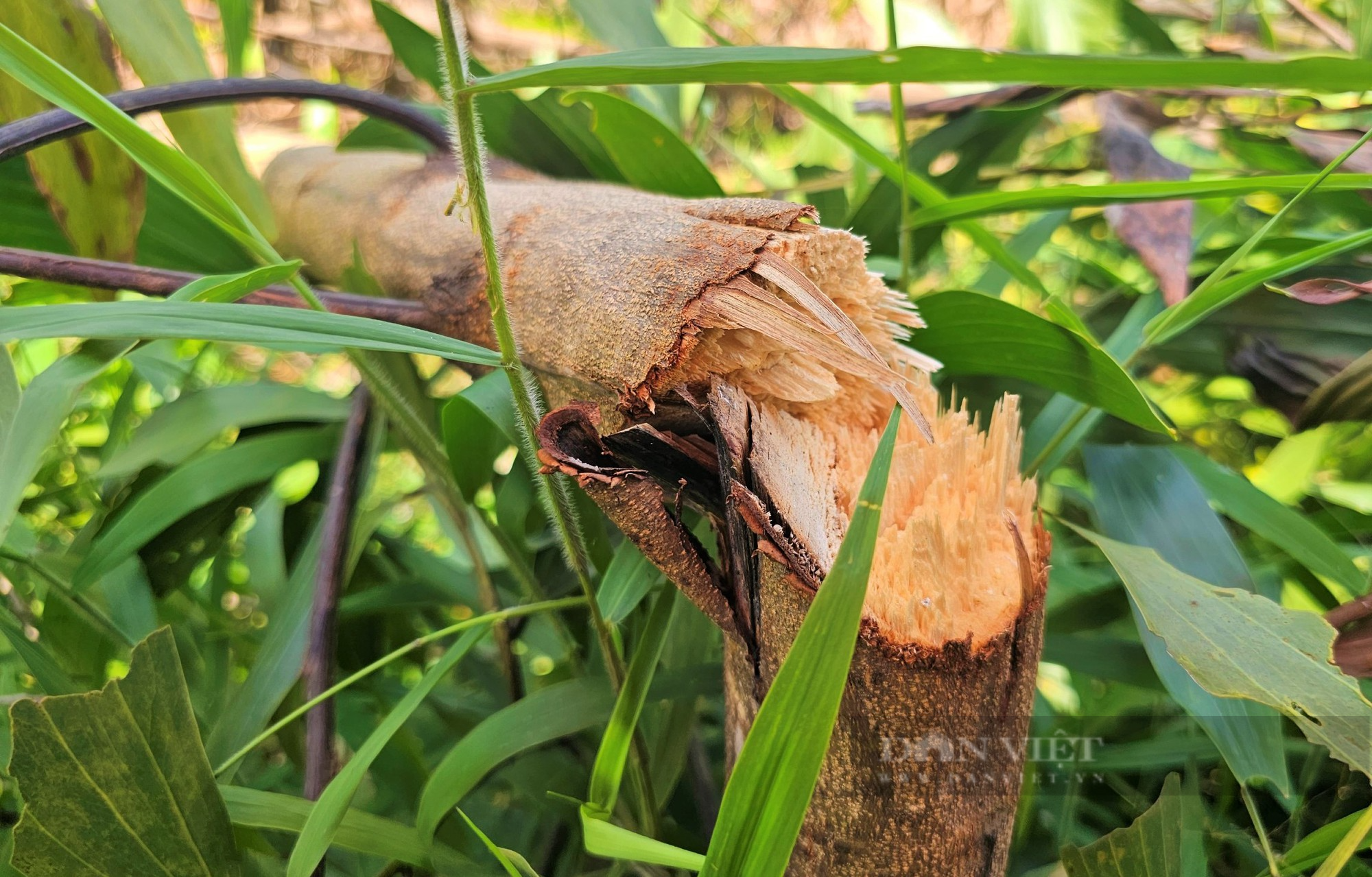 Nghệ An: Công an vào cuộc điều tra vụ hơn rừng keo, tràm của một nông dân nghi bị kẻ xấu chặt phá - Ảnh 2.