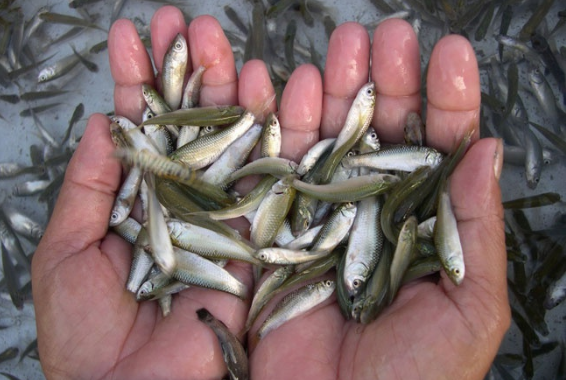 Cá linh vùng đầu nguồn An Giang giá bán chỉ còn 100.000-120.000 đồng/kg - Ảnh 1.