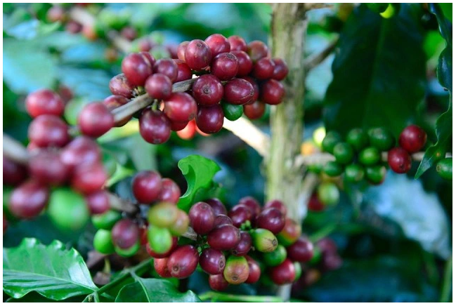 Giá cà phê ngày 10/10: Robusta giảm xuống mức thấp kỷ lục - Ảnh 3.