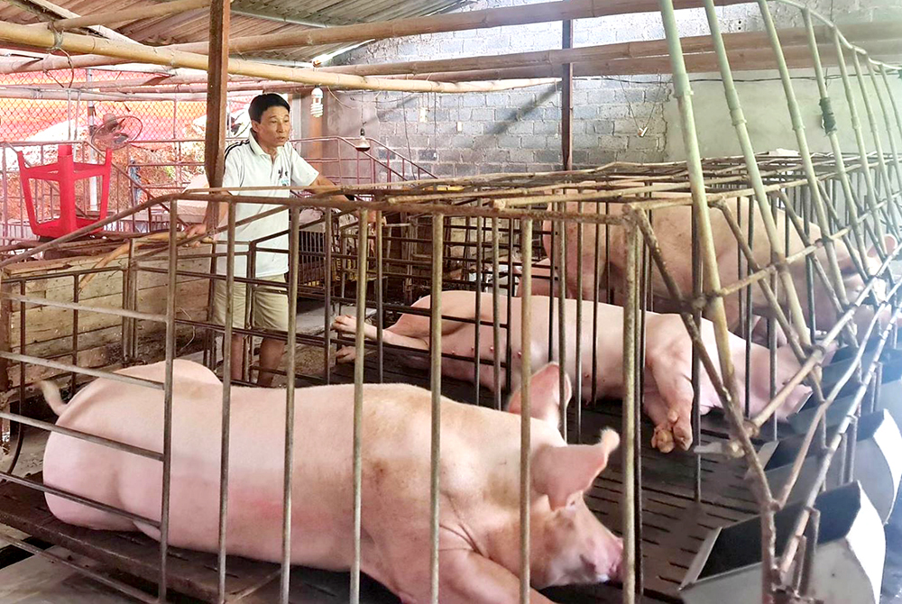 Đa dạng sinh kế cho người dân thoát nghèo, vươn lên làm giàu - Ảnh 3.