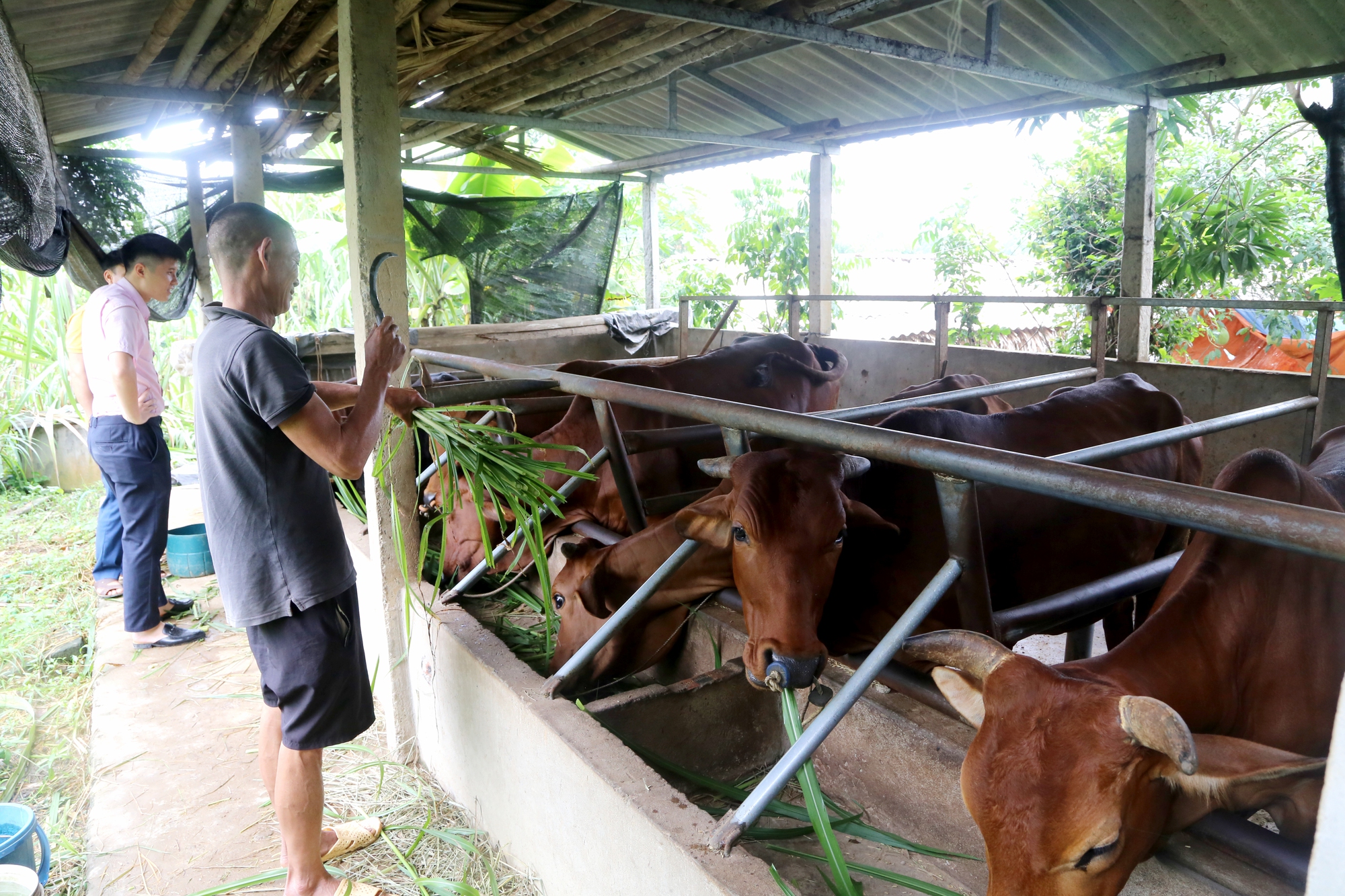 Đa dạng sinh kế cho người dân thoát nghèo, vươn lên làm giàu - Ảnh 2.