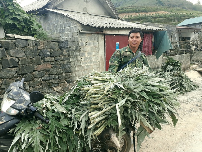 Sìn Hồ thu hút doanh nghiệp, cá nhân đầu tư phát triển cây dược liệu - Ảnh 1.
