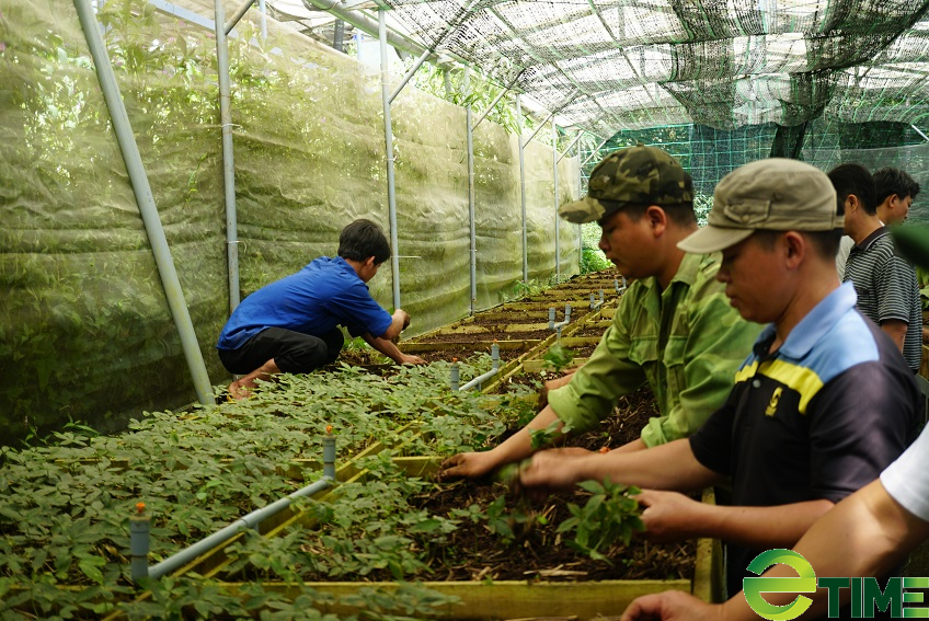 Quảng Nam cung ứng hơn 78 ngàn cây sâm Ngọc Linh giống cho người dân - Ảnh 1. Quảng Nam cung ứng hơn 78 ngàn cây sâm Ngọc Linh giống cho người dân - Ảnh 1.