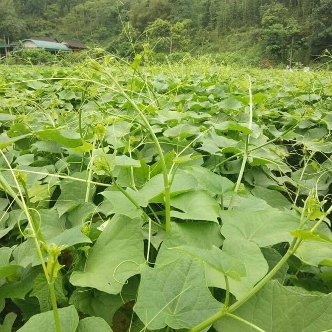 Trồng 3 loại rau này ăn được cả lá lẫn quả, không phải đầu tư chăm bón nhiều - Ảnh 2.