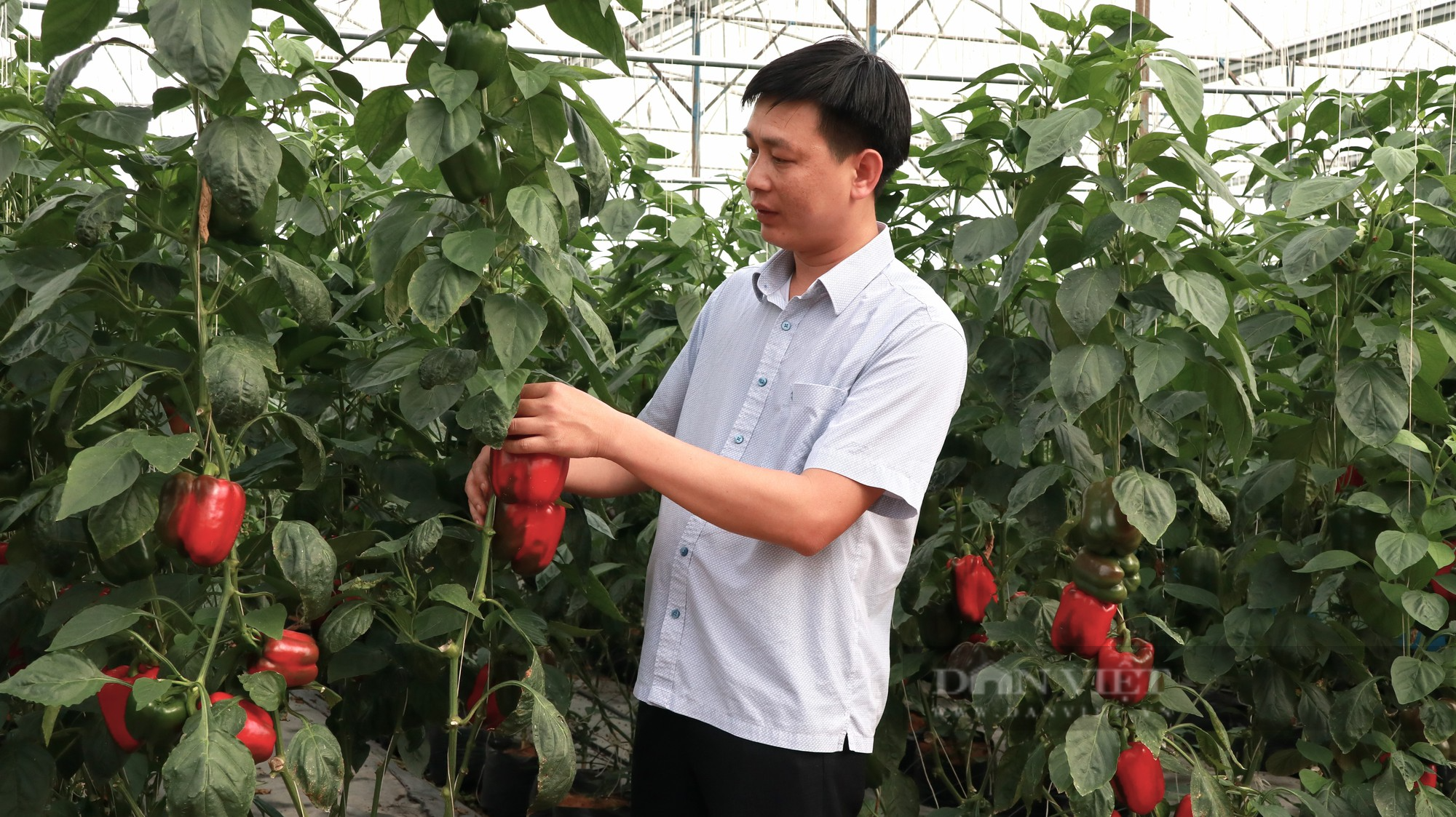 Liên kết 100 nông hộ, 8X Hà Tĩnh đưa nông sản Đà Lạt ra khắp cả nước - Ảnh 2.