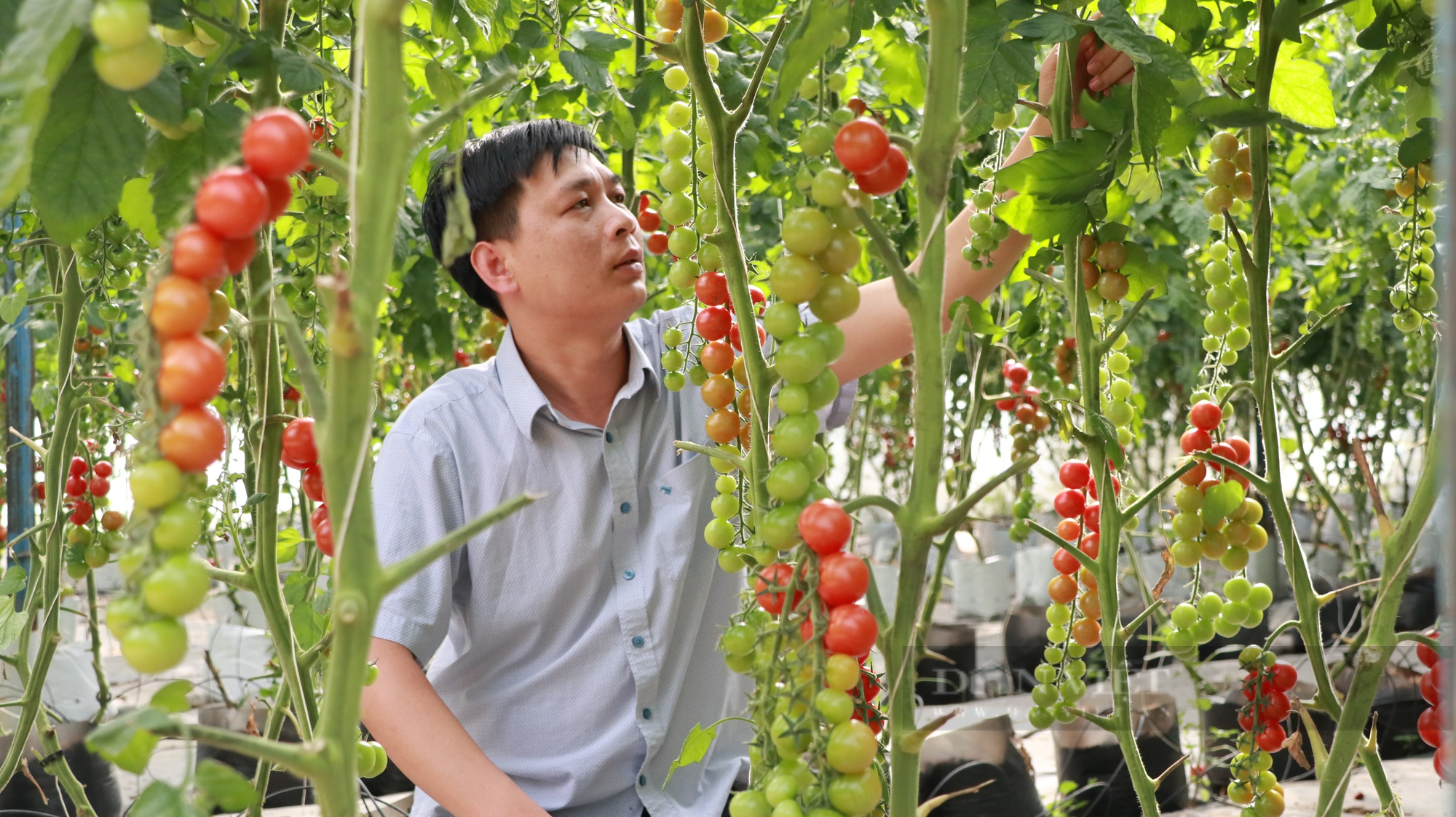 Liên kết 100 nông hộ, 8X Hà Tĩnh đưa nông sản Đà Lạt ra khắp cả nước - Ảnh 3.