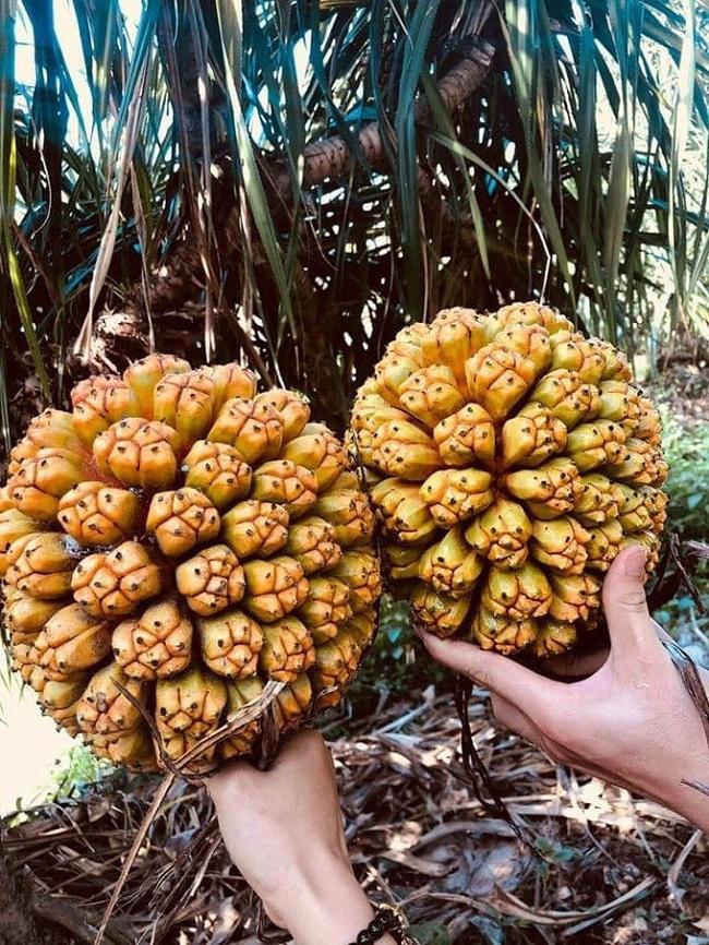 Thứ quả dại mà lại thơm ngon, giúp giải khát, hỗ trợ sức khỏe, mọc phổ biến ở miền Tây, bán 100.000 đồng/kg - Ảnh 7. Thứ quả dại mà lại thơm ngon, giúp giải khát, hỗ trợ sức khỏe, mọc phổ biến ở miền Tây, bán 100.000 đồng/kg - Ảnh 7.