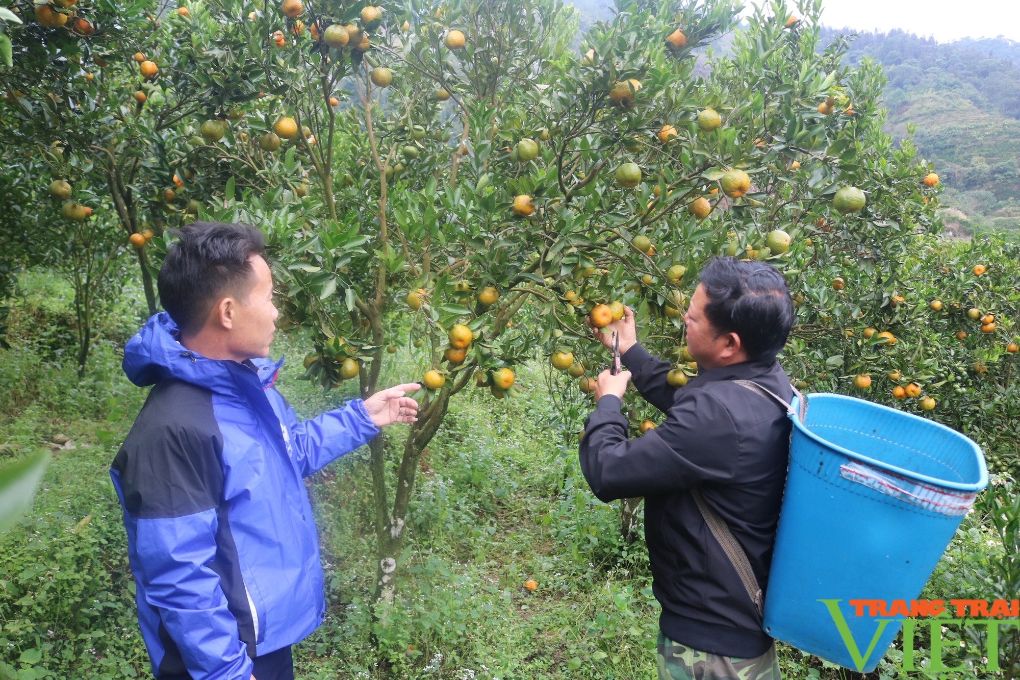 Mường Khương chuẩn bị vào vụ thu hoạch quýt đặc sản - Ảnh 3.