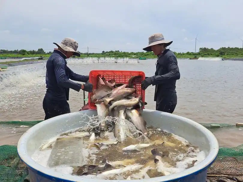 Tôm rớt giá, cá lên đời - Ảnh 1.