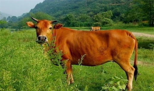 Vụ án duy nhất nào do Bao Công xét xử được chính sử ghi chép? - Ảnh 3.