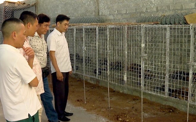 Con đặc sản ở Yên Bái là những con gì mà hễ nhà nào nuôi đều thấy khá giả hẳn lên? - Ảnh 1.