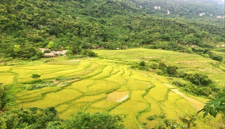 Những kinh nghiệm đi Pù Luông mùa lúa chín du khách không nên bỏ qua - Ảnh 1.