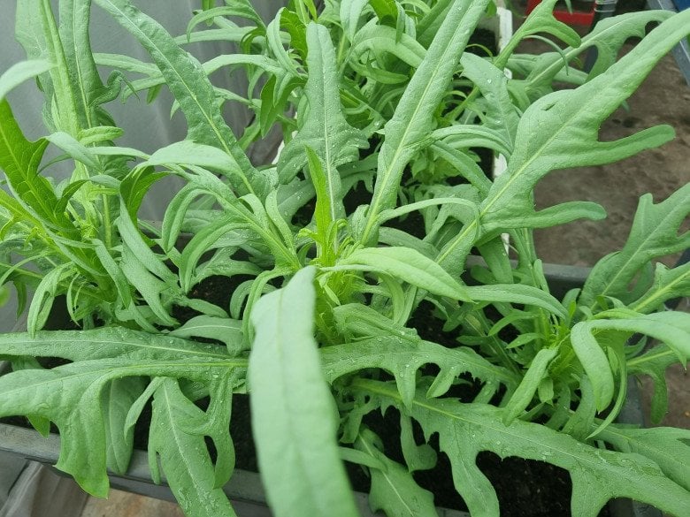 Loại rau dại xưa toàn nhổ vứt đi, nay thành đặc sản giá 130.000 đồng/kg, trồng tại nhà vừa ăn vừa là thần dược chữa - Ảnh 1.