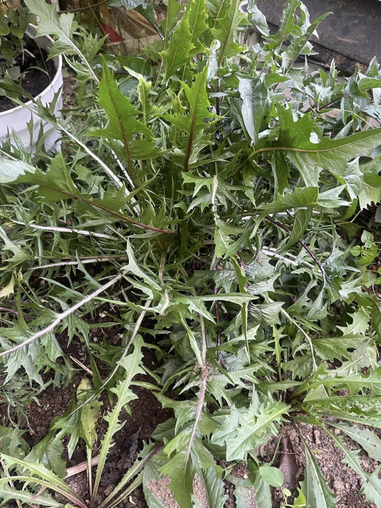 Loại rau dại xưa toàn nhổ vứt đi, nay thành đặc sản giá 130.000 đồng/kg, trồng tại nhà vừa ăn vừa là thần dược chữa - Ảnh 3.