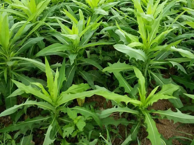 Loại rau dại xưa toàn nhổ vứt đi, nay thành đặc sản giá 130.000 đồng/kg, trồng tại nhà vừa ăn vừa là thần dược chữa - Ảnh 5.
