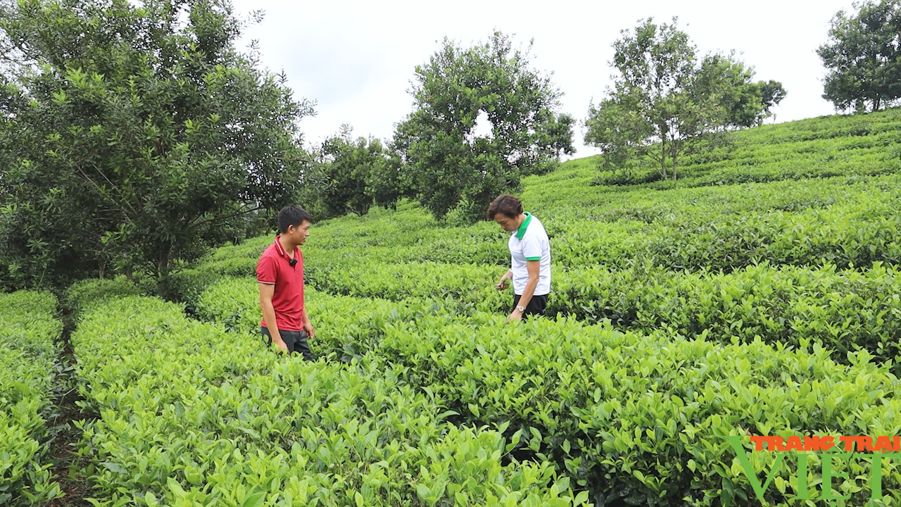 Những người phụ nữ làm kinh tế giỏi ở vùng cao Sơn La - Ảnh 3.