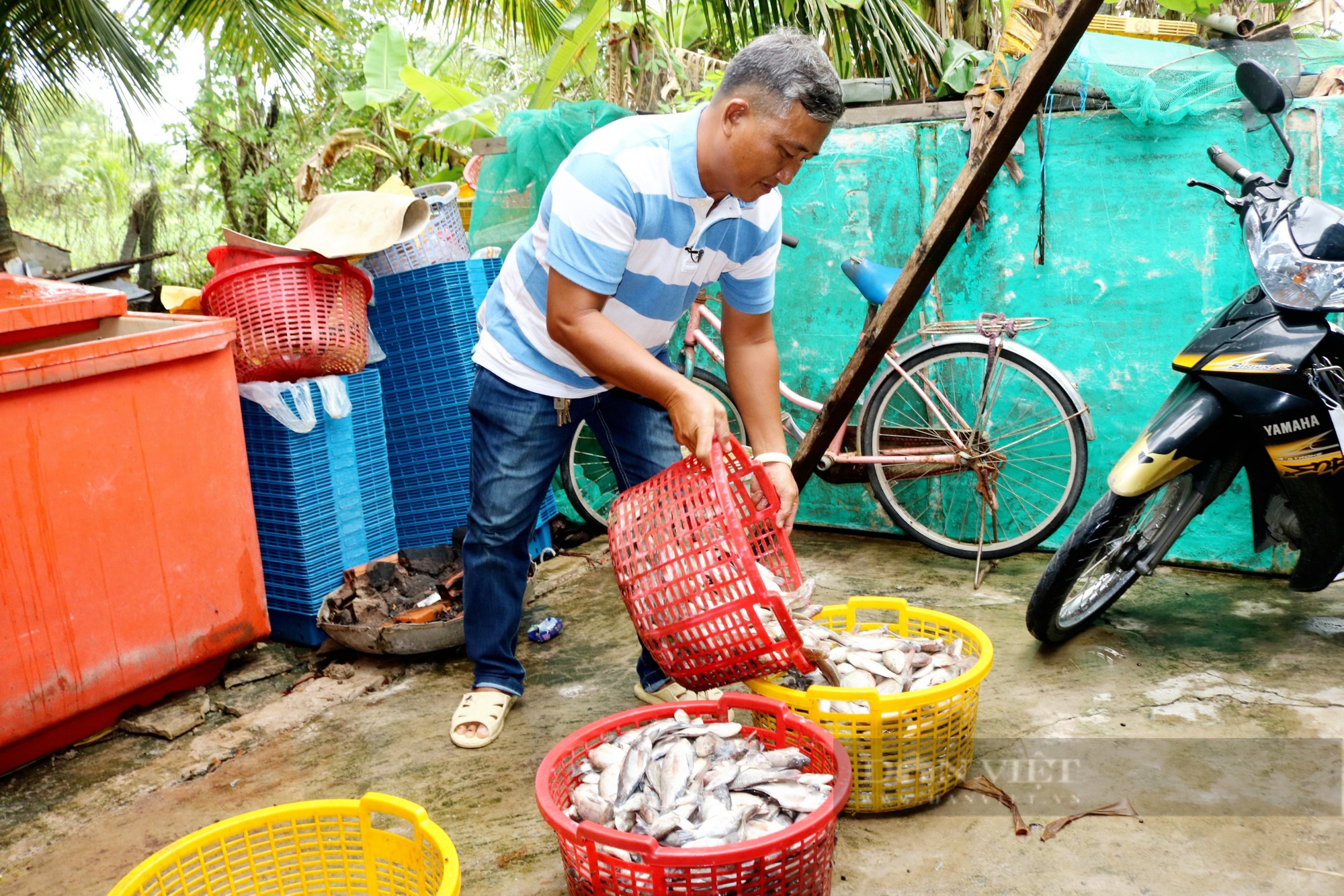 Nuôi con vật chẳng giống ai, một nông dân ở Kiên Giang chuẩn bị xuất bán tiền tỷ - Ảnh 3.