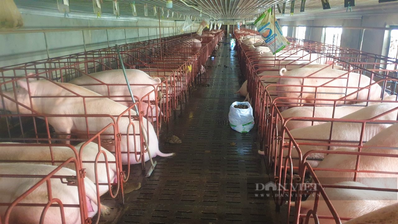 Liều vay 5 tỷ lên vùng đất khó lập trang trại, anh Phạm Viết Đức ở Nghệ An thành Nông dân xuất sắc 2023 - Ảnh 3.