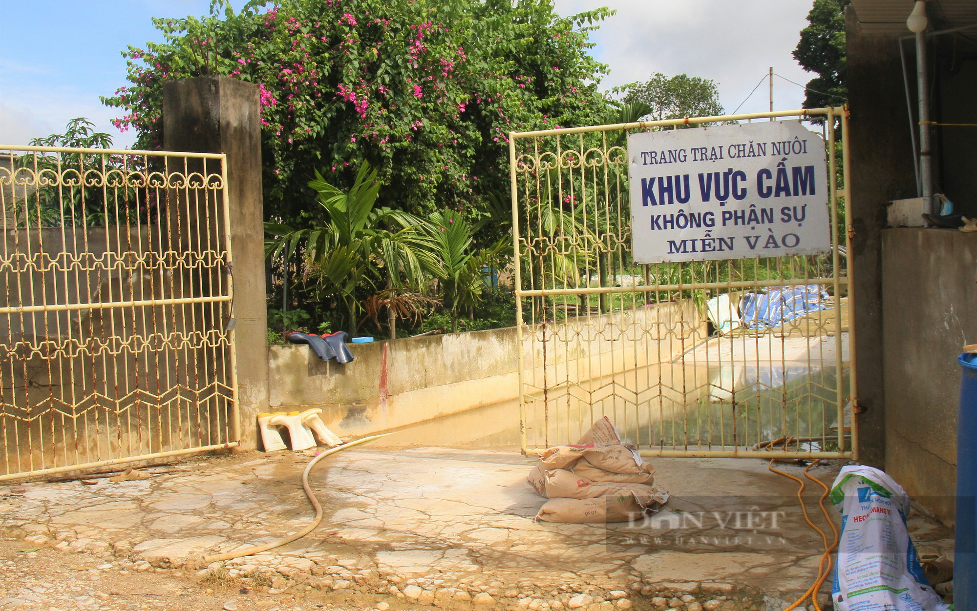 Liều vay 5 tỷ lên vùng đất khó lập trang trại, anh Phạm Viết Đức ở Nghệ An thành Nông dân xuất sắc 2023 - Ảnh 6.