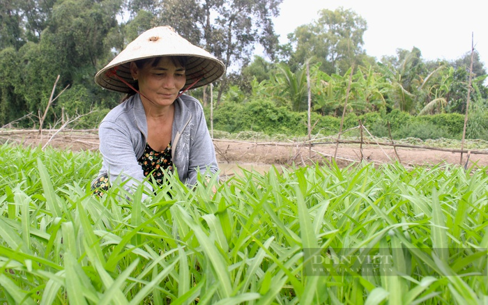 Xây dựng nông thôn mới, thu nhập người dân Bình Chánh, Củ Chi, Cần Giờ... liên tục tăng - Ảnh 3.