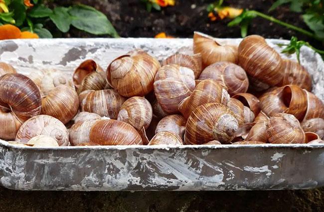 Một đặc sản có phần ghê rợn, ít người dám sờ vào nói gì đến ăn, nay bán chạy như tôm tươi - Ảnh 7. Một đặc sản có phần ghê rợn, ít người dám sờ vào nói gì đến ăn, nay bán chạy như tôm tươi - Ảnh 7.