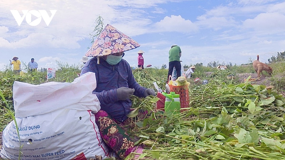 Trồng thứ cây ra quả bám quanh thân, nhổ non bán làm rau, nông dân Đồng Tháp thu lợi kép - Ảnh 1.