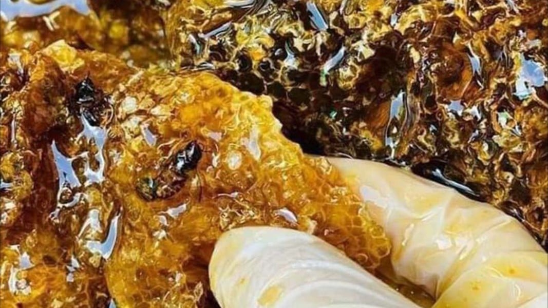 Mật ong quý của Việt Nam giá 2 triệu đồng/lít, muốn mua cũng khó - Ảnh 8.