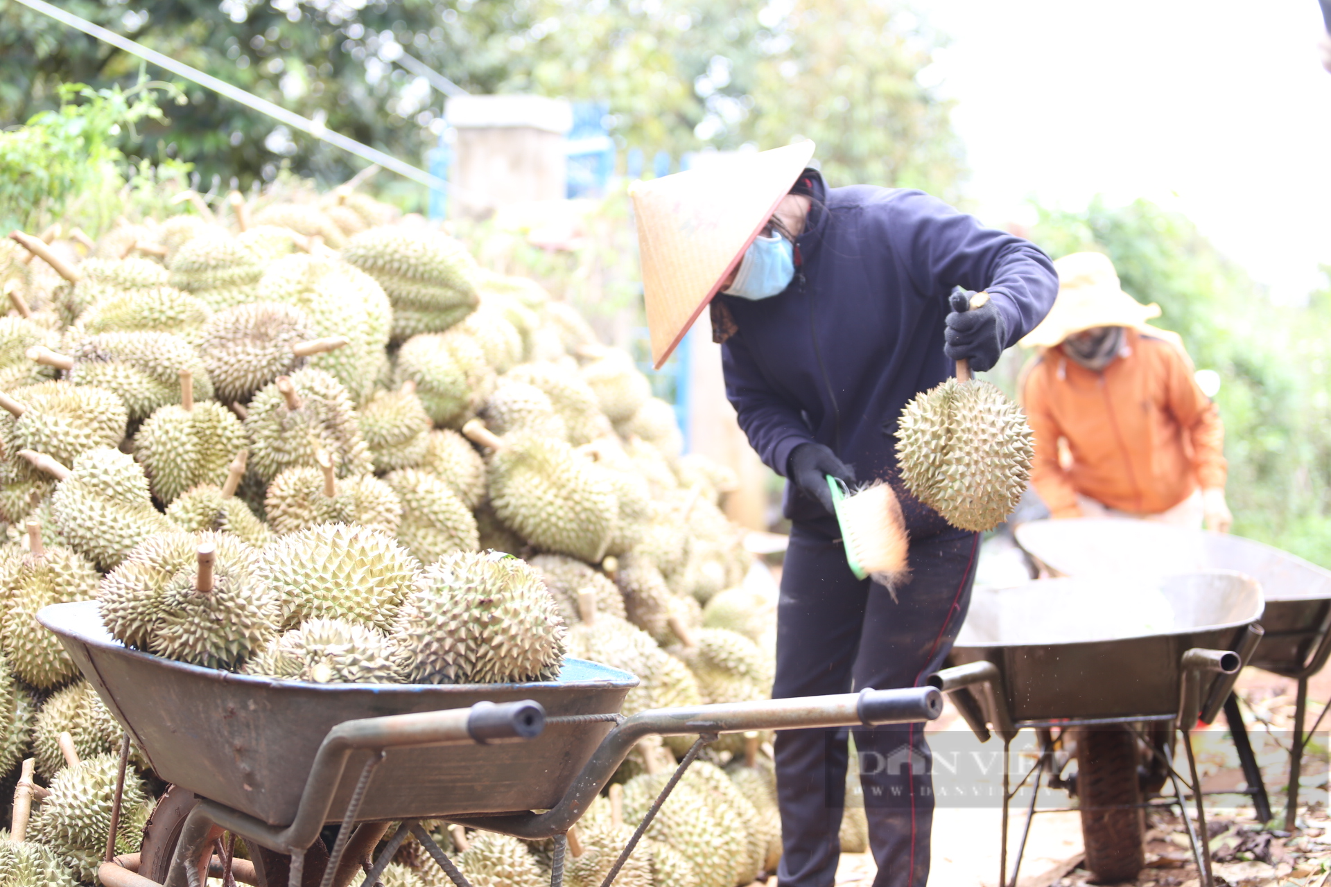 Toàn bộ sầu riêng tiêu thụ ở Trung Quốc đều phải nhập khẩu, sầu riêng Việt Nam sắp có đối thủ cạnh tranh  - Ảnh 1.
