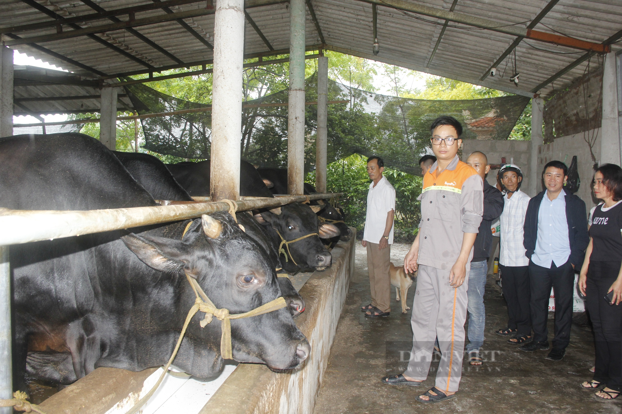 Nuôi bò lai BBB nông hộ, hướng thoát nghèo của người dân Quảng Trị - Ảnh 1.