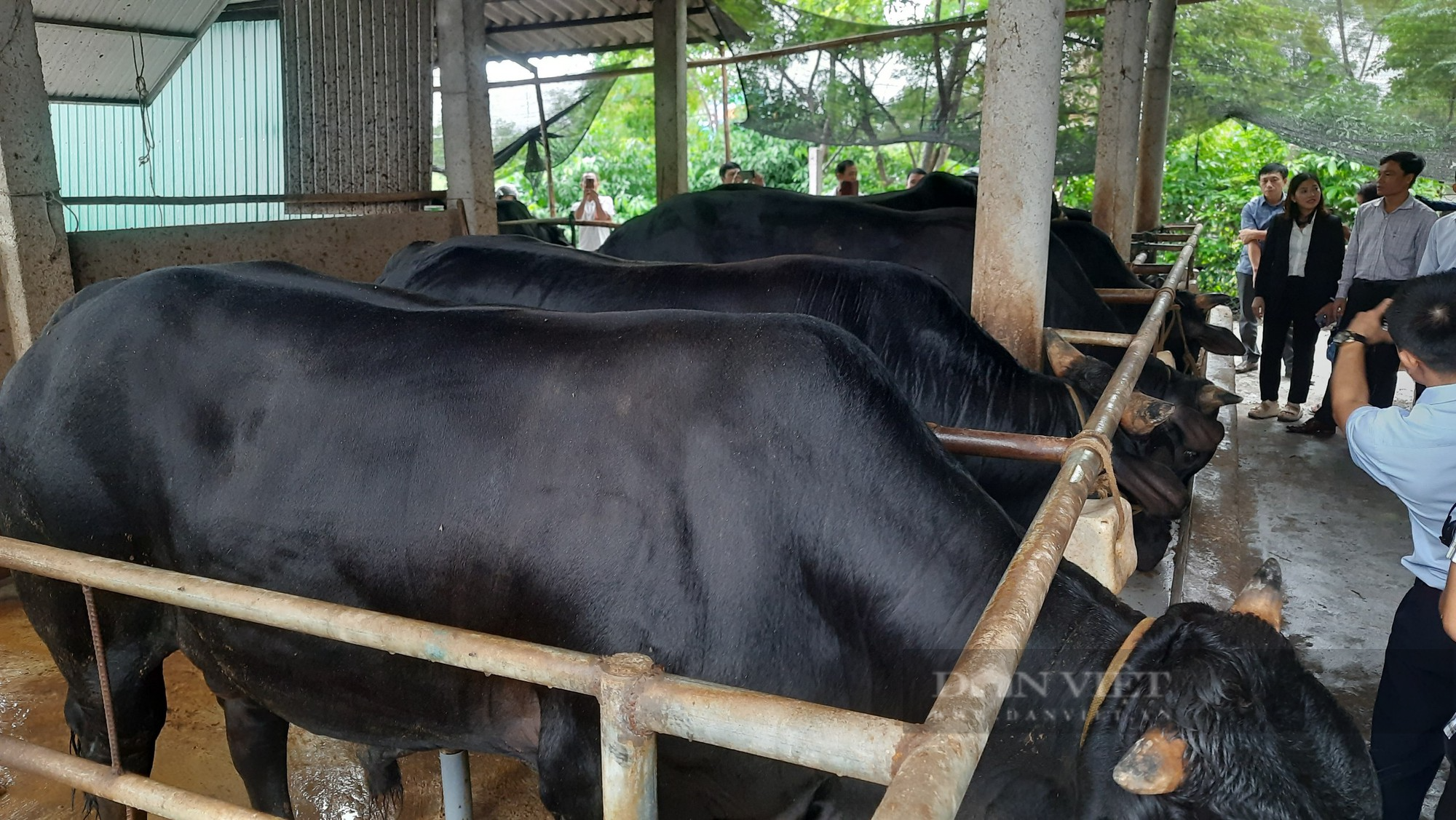 Nuôi bò lai BBB nông hộ, hướng thoát nghèo của người dân Quảng Trị - Ảnh 3.