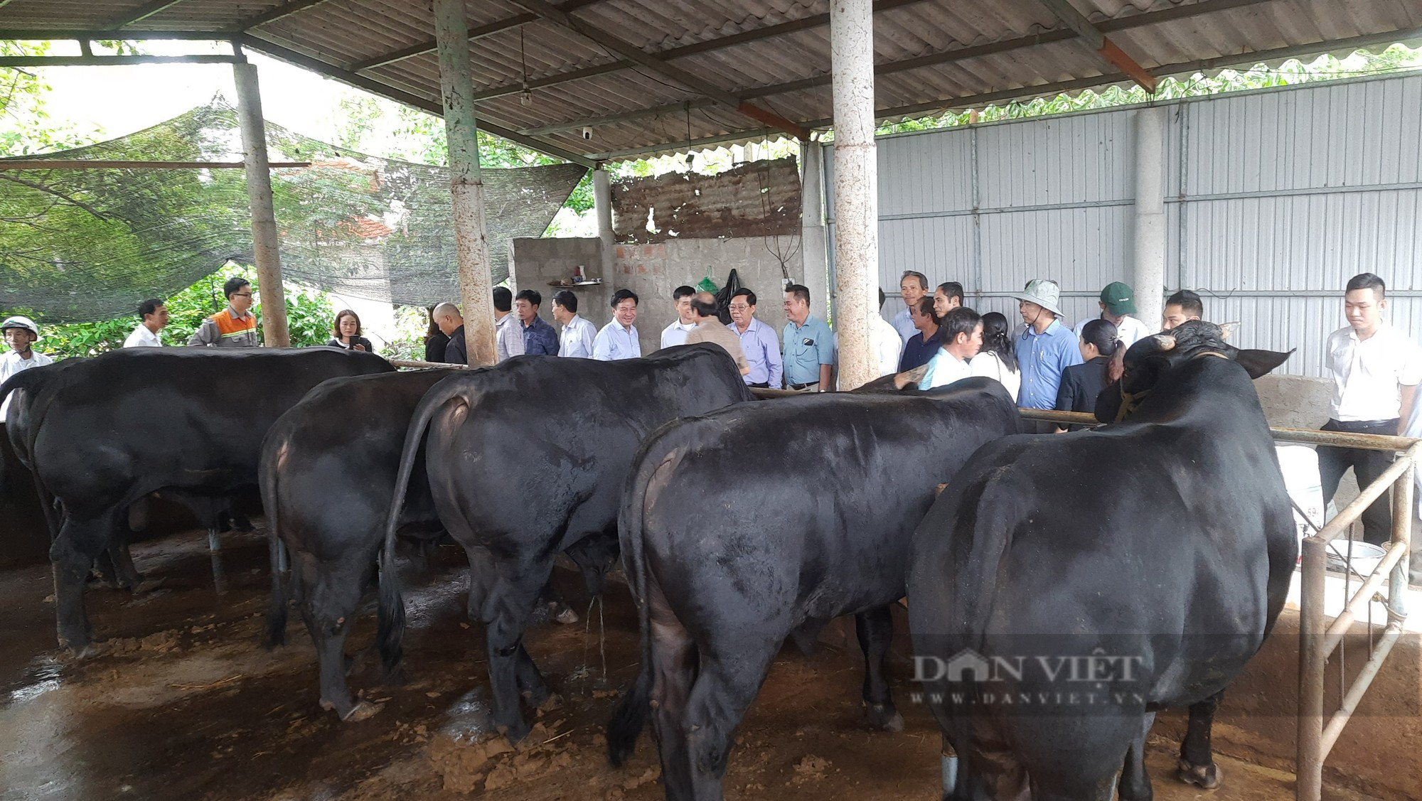 Nuôi bò lai BBB nông hộ, hướng thoát nghèo của người dân Quảng Trị - Ảnh 4.