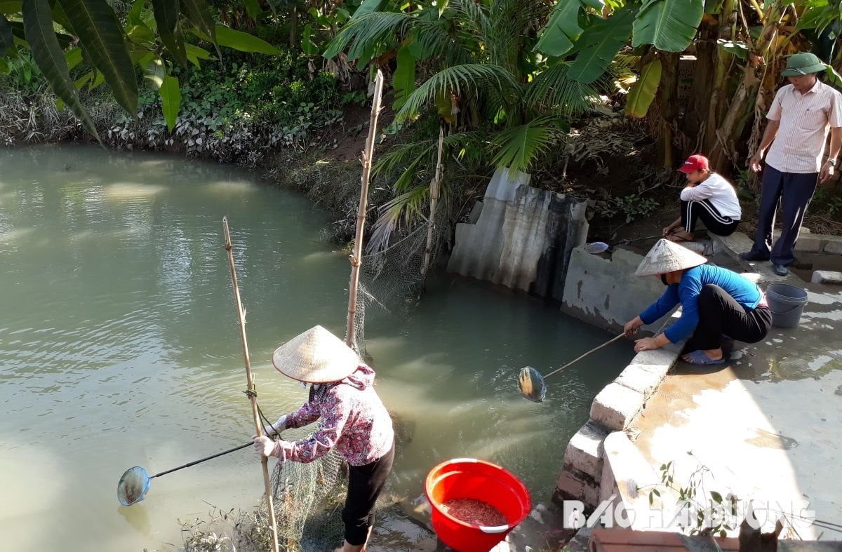 Cả năm mong chờ, loài sinh vật được ví như 'rồng đất' cũng về, dân vùng này ở Hải Dương thi nhau vớt  - Ảnh 2.