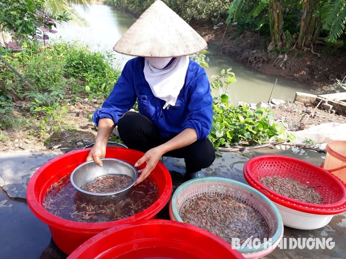 Cả năm mong chờ, loài sinh vật được ví như 'rồng đất' cũng về, dân vùng này ở Hải Dương thi nhau vớt  - Ảnh 1.