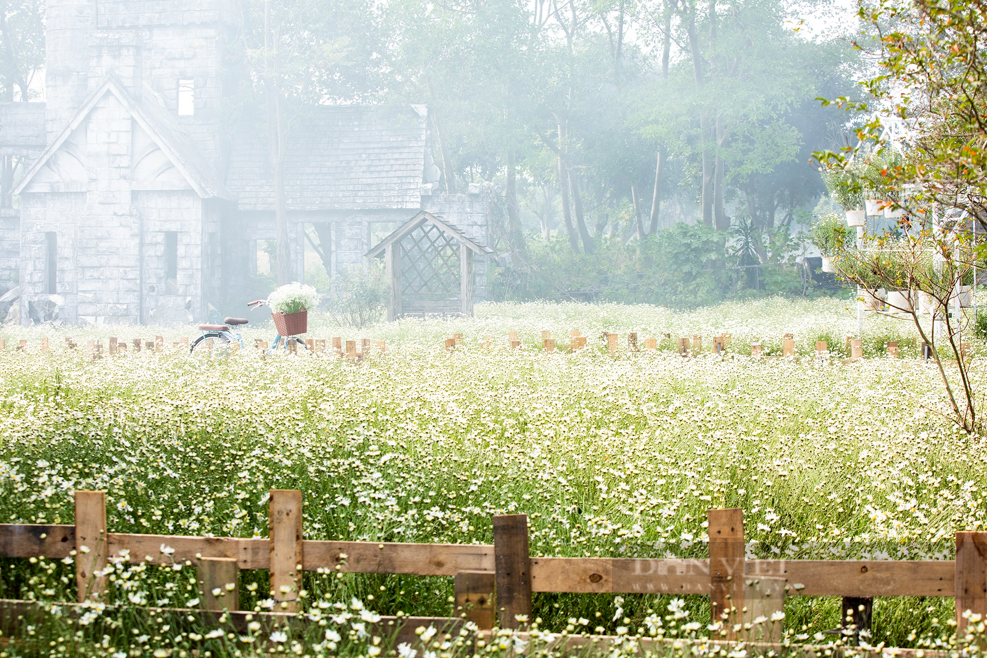 Thiếu nữ Hà Thành say sưa tạo dáng bên cúc họa mi, loài hoa báo hiệu mùa đông sắp tới - Ảnh 1.