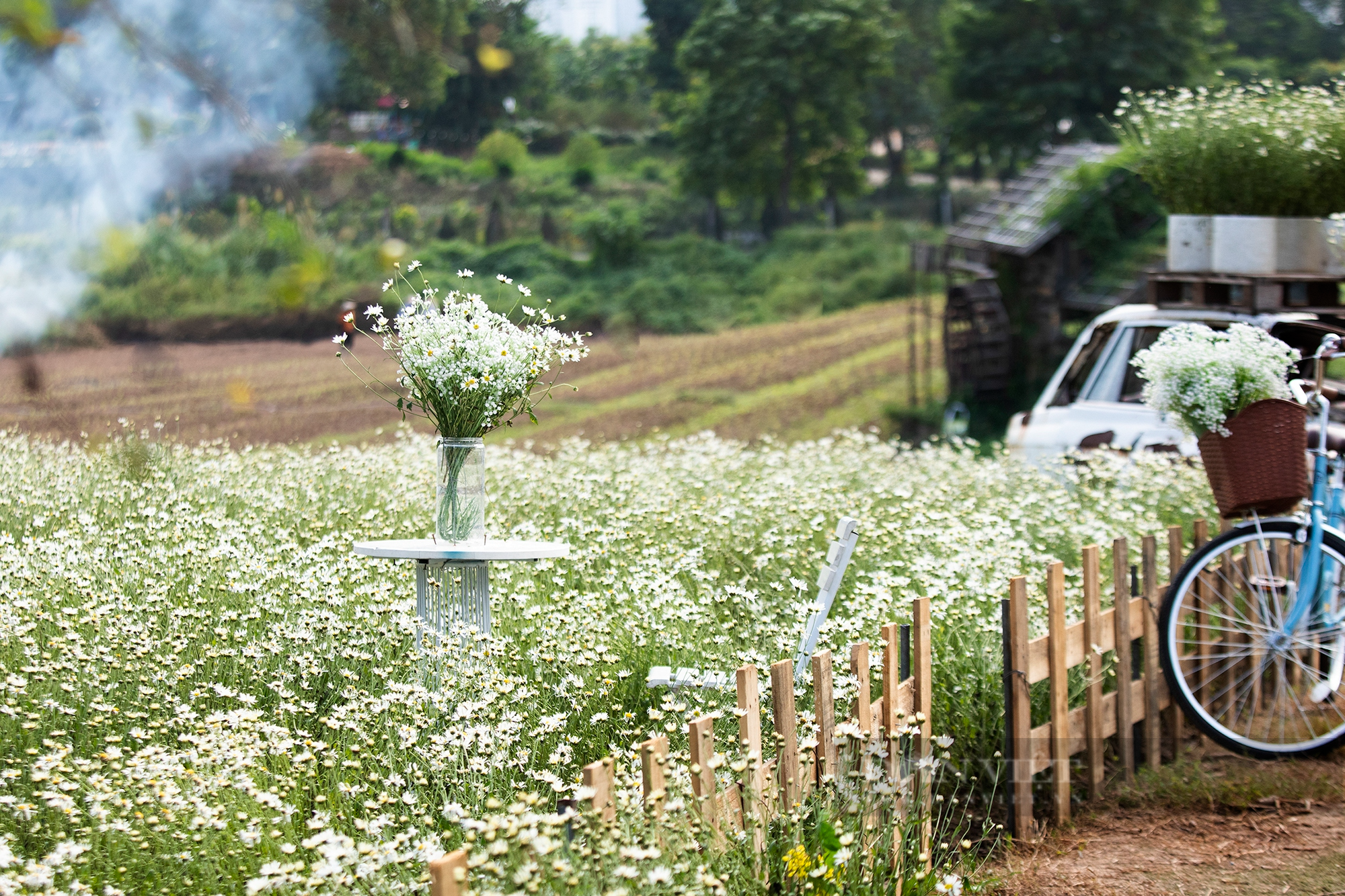 Thiếu nữ Hà Thành say sưa tạo dáng bên cúc họa mi, loài hoa báo hiệu mùa đông sắp tới - Ảnh 2.