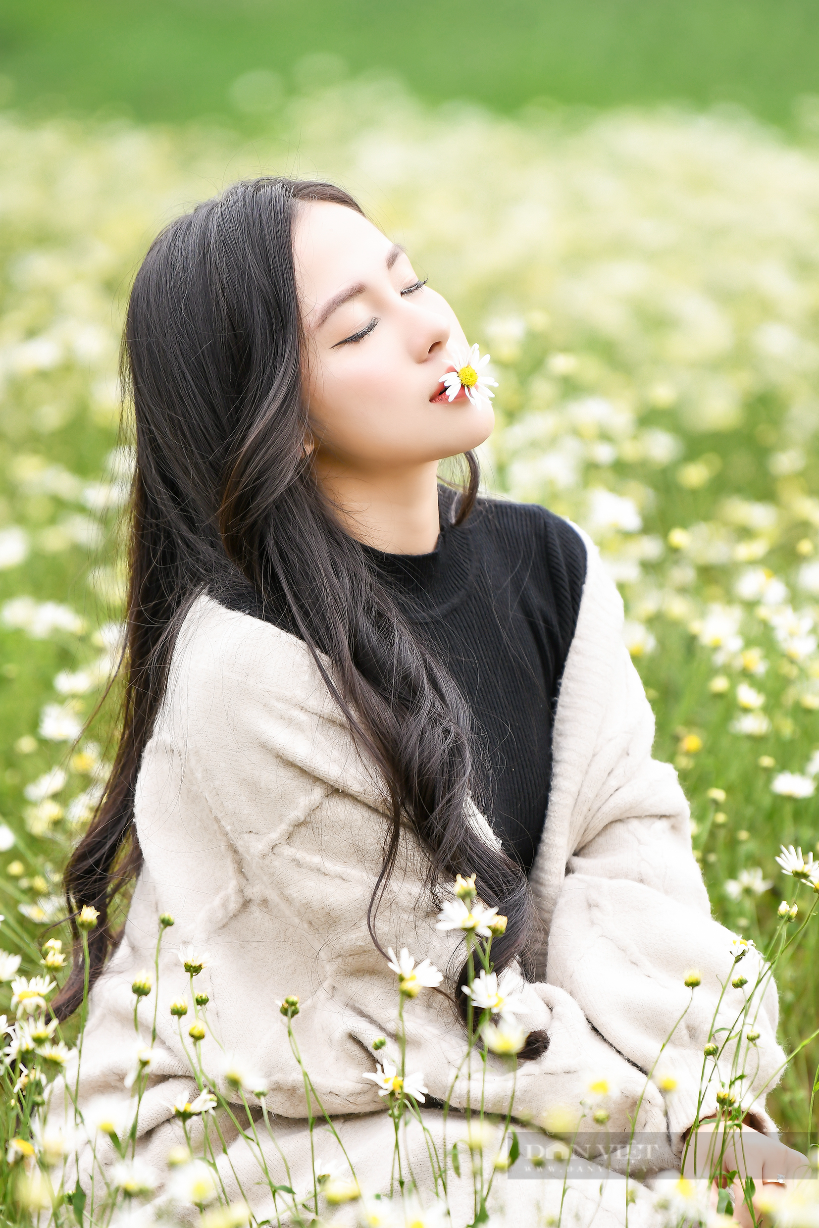Thiếu nữ Hà Thành say sưa tạo dáng bên cúc họa mi, loài hoa báo hiệu mùa đông sắp tới - Ảnh 4.