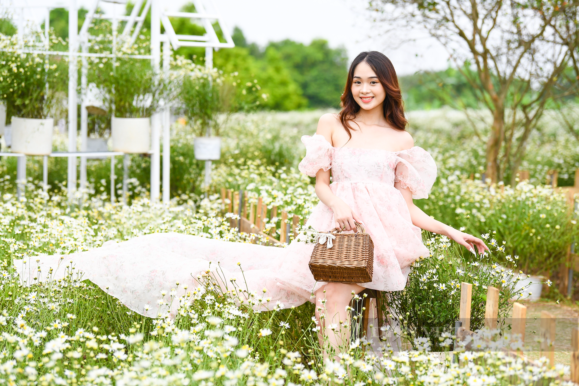 Thiếu nữ Hà Thành say sưa tạo dáng bên cúc họa mi, loài hoa báo hiệu mùa đông sắp tới - Ảnh 5.