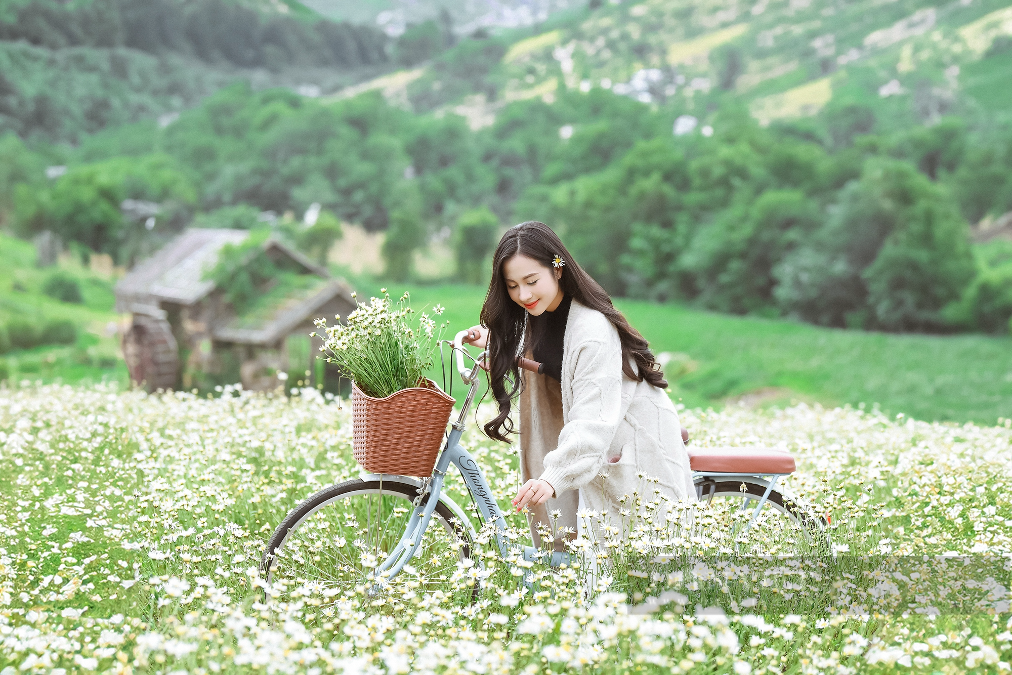 Thiếu nữ Hà Thành say sưa tạo dáng bên cúc họa mi, loài hoa báo hiệu mùa đông sắp tới - Ảnh 8.