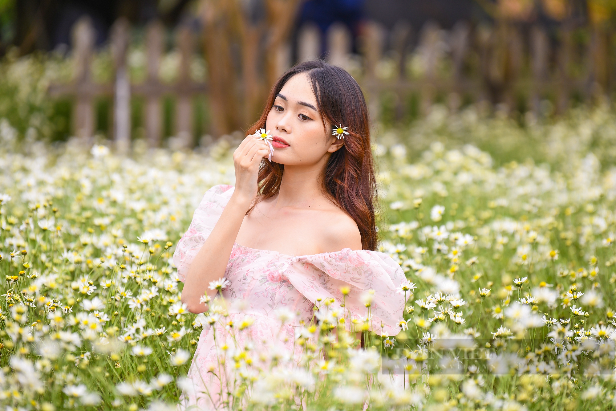 Thiếu nữ Hà Thành say sưa tạo dáng bên cúc họa mi, loài hoa báo hiệu mùa đông sắp tới - Ảnh 9.