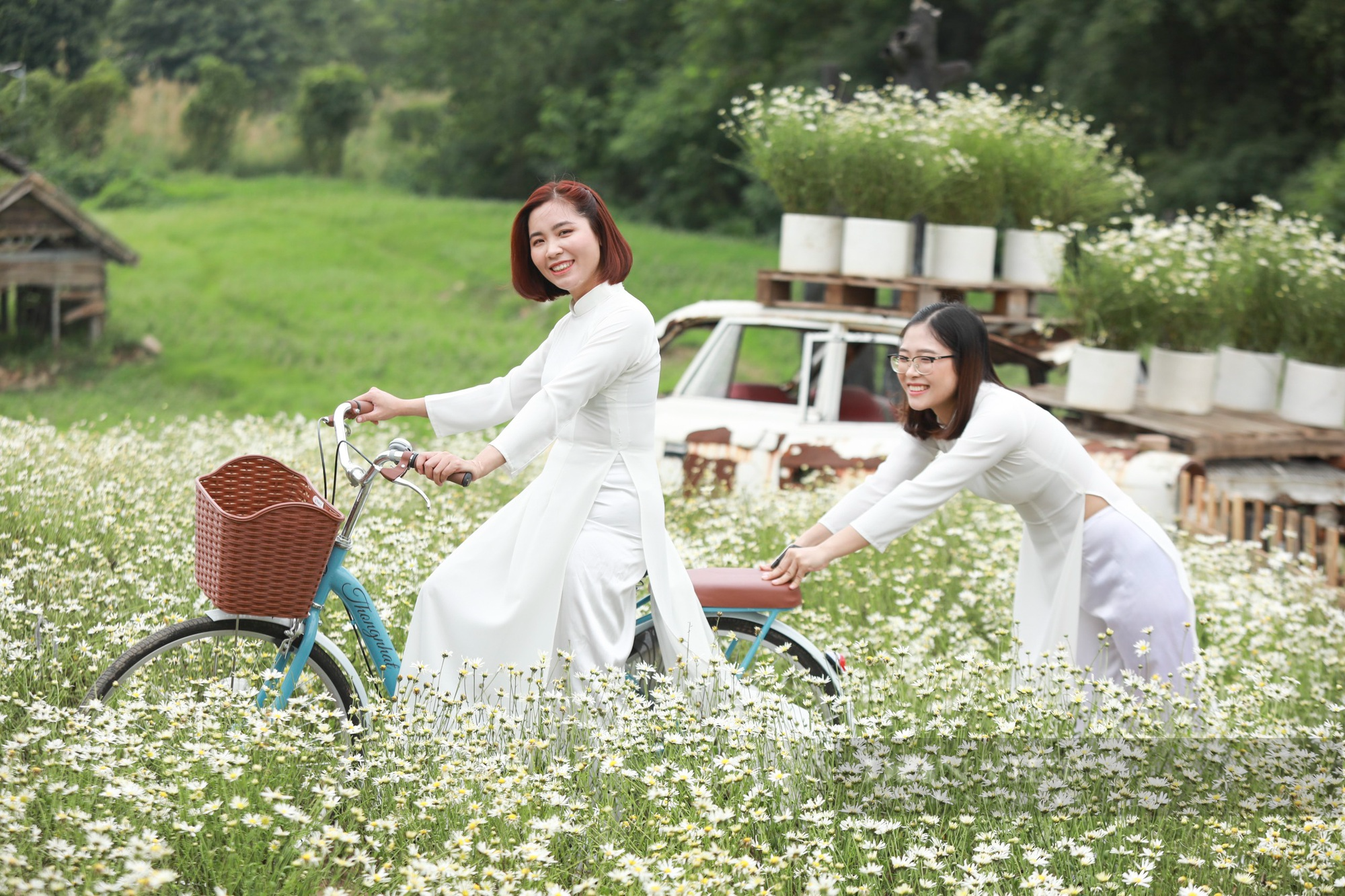 Thiếu nữ Hà Thành say sưa tạo dáng bên cúc họa mi, loài hoa báo hiệu mùa đông sắp tới - Ảnh 11.
