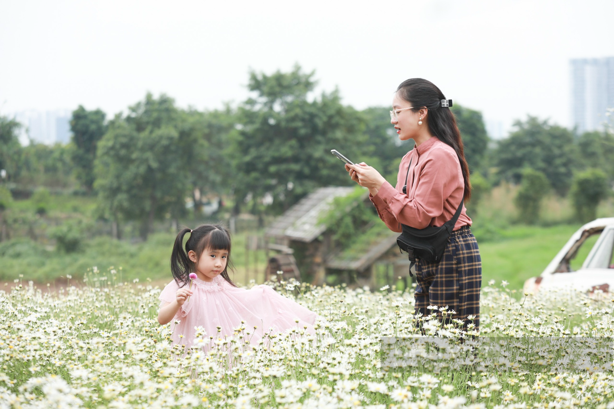 Thiếu nữ Hà Thành say sưa tạo dáng bên cúc họa mi, loài hoa báo hiệu mùa đông sắp tới - Ảnh 12.