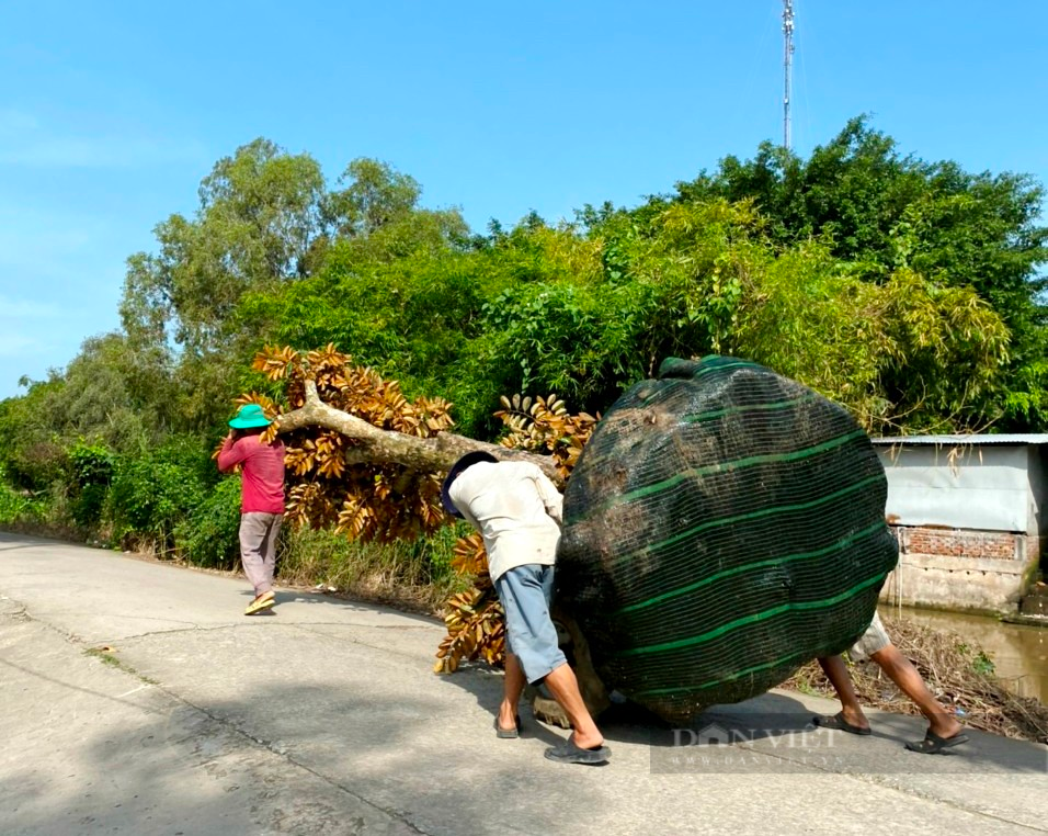 Bén duyên nghề “mua củi, bán kiểng”, anh nông dân “rốn phèn” tỉnh Tiền Giang đút túi tiền tỷ mỗi năm - Ảnh 4.