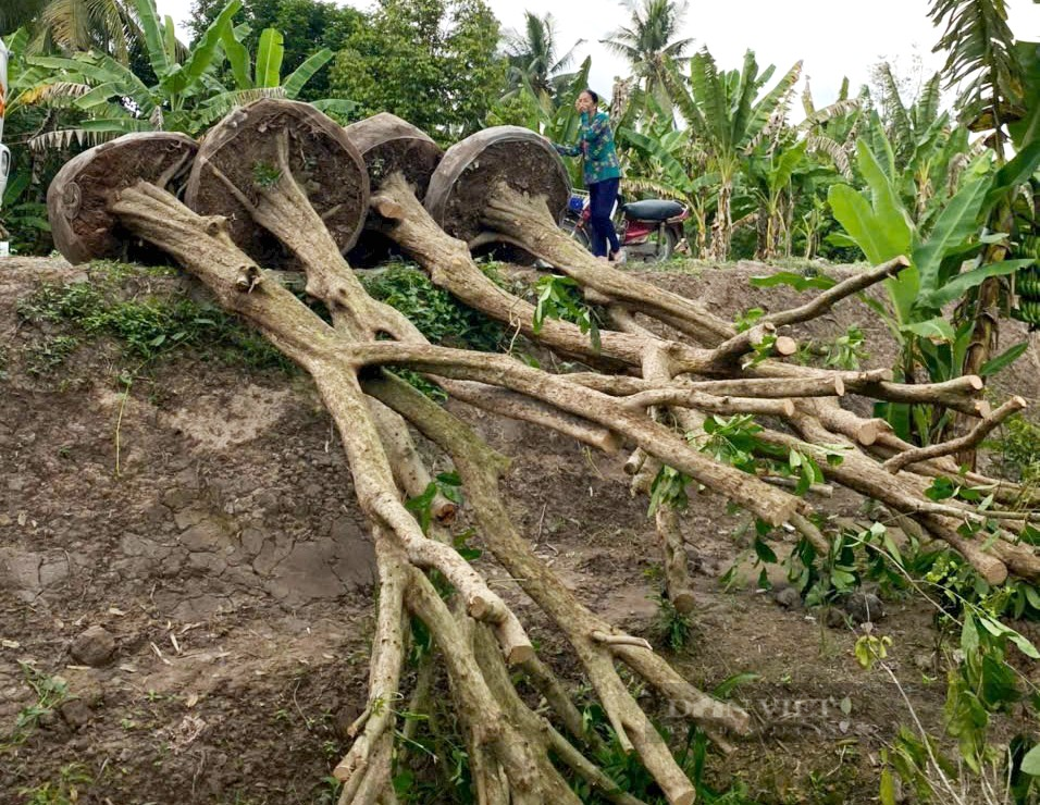 Bén duyên nghề “mua củi, bán kiểng”, anh nông dân “rốn phèn” tỉnh Tiền Giang đút túi tiền tỷ mỗi năm - Ảnh 5.