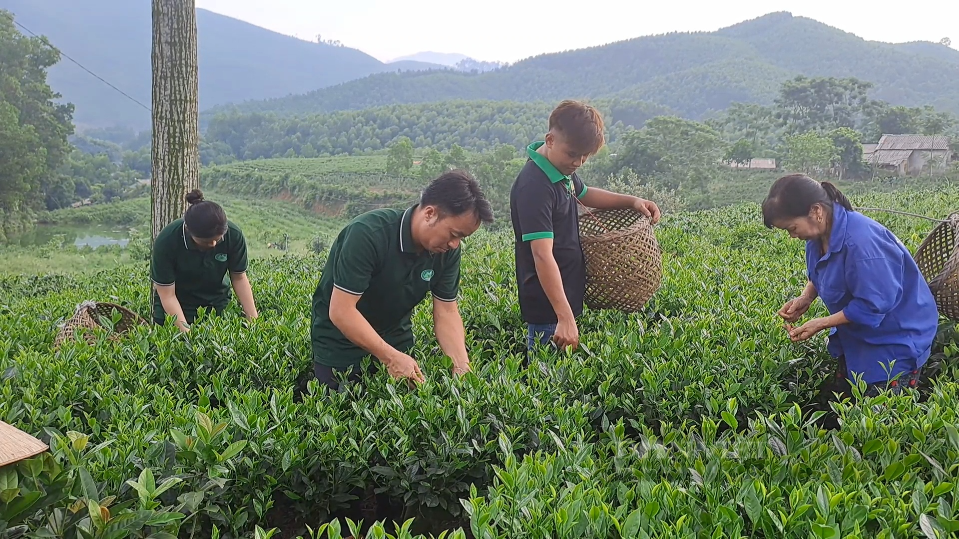 Nông dân Thái Nguyên làm ra loại trà ướp sen, hội tụ tinh tuý đất trời, thực khách đã dùng là mê - Ảnh 3.