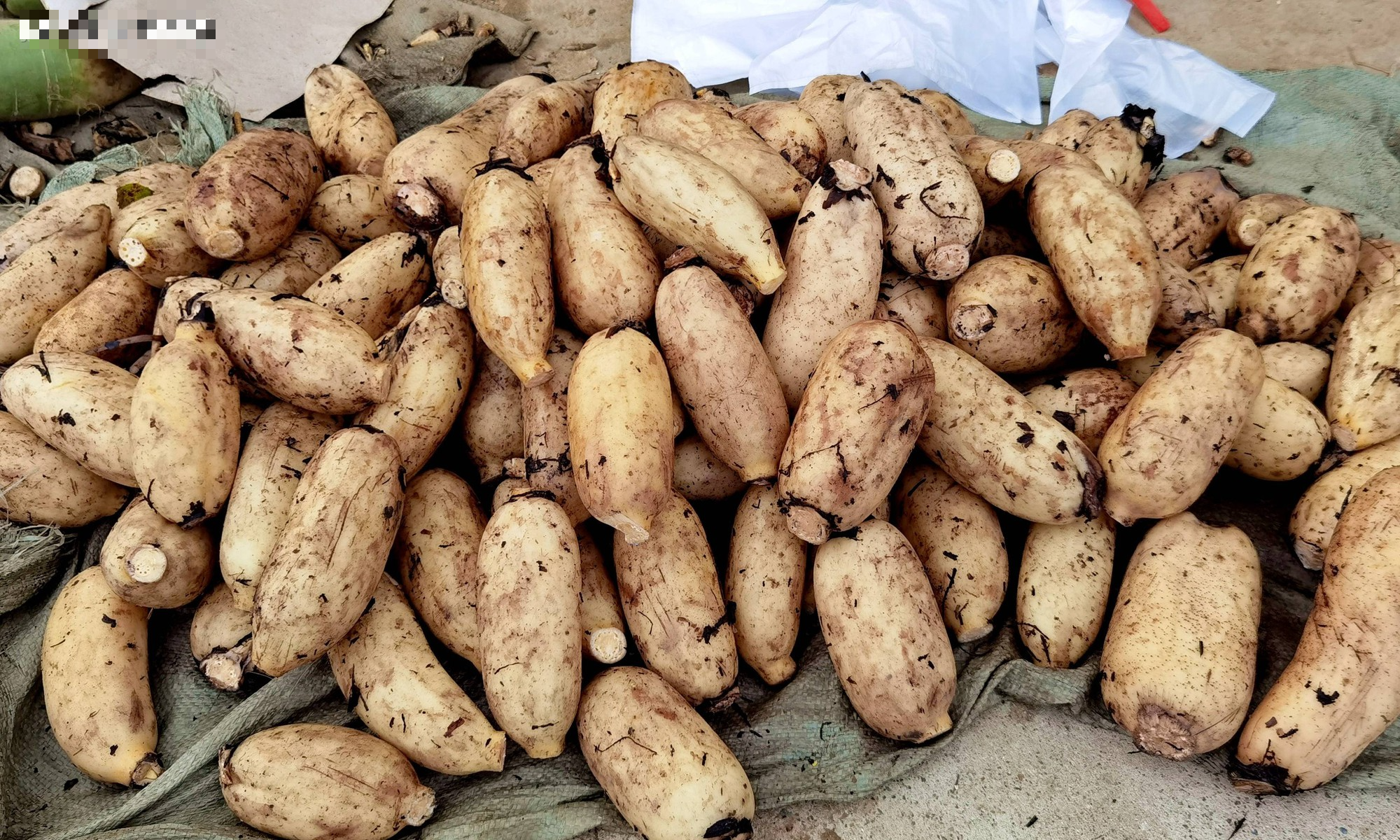 Loại củ &quot;ngoài đen trong trắng&quot;, ăn nhiều dưỡng phổi, bổ máu, ngừa loãng xương - Ảnh 1.