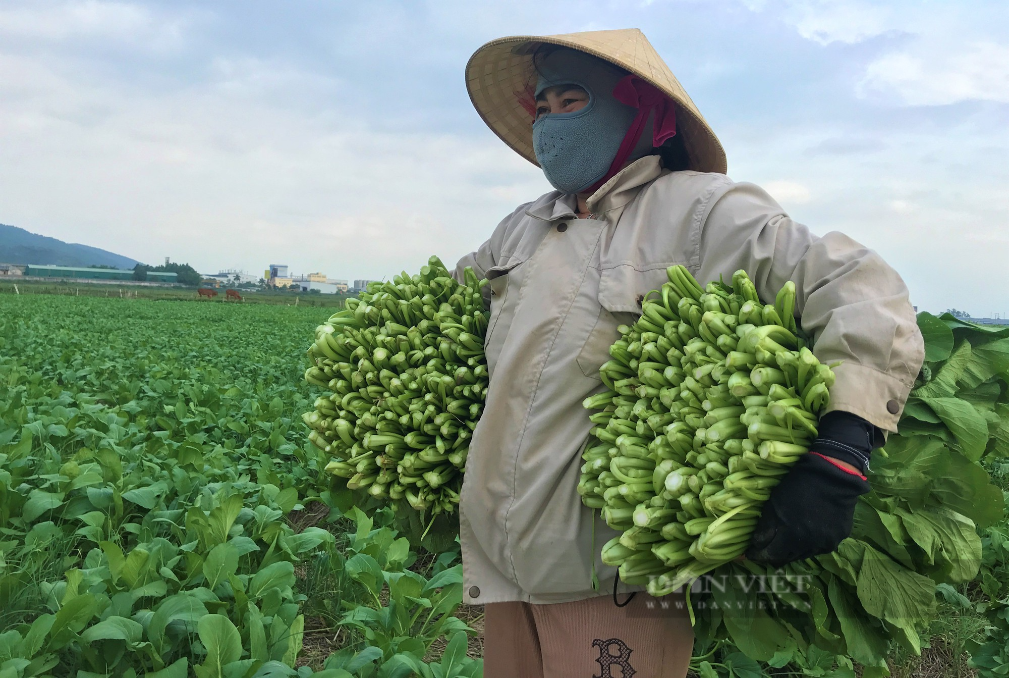 Giá rau xanh tăng cao, dân xã này ở Nghệ An cứ ra đồng là có tiền mang về, ai cũng phấn khởi - Ảnh 4.