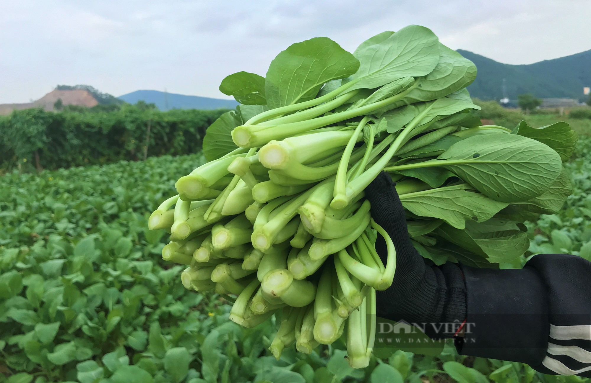 Giá rau xanh tăng cao, dân xã này ở Nghệ An cứ ra đồng là có tiền mang về, ai cũng phấn khởi - Ảnh 5.