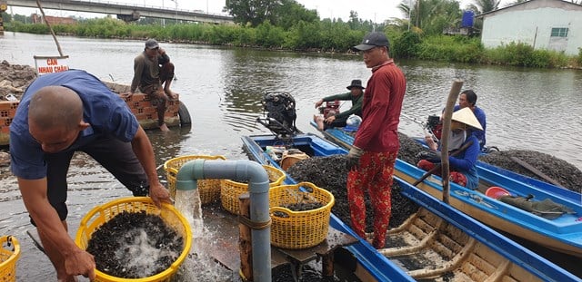 Ở Cà Mau xuất hiện nhiều con hai mảnh, việc săn bắt loài này được coi là thu nhập chính, đó là con gì? - Ảnh 6.