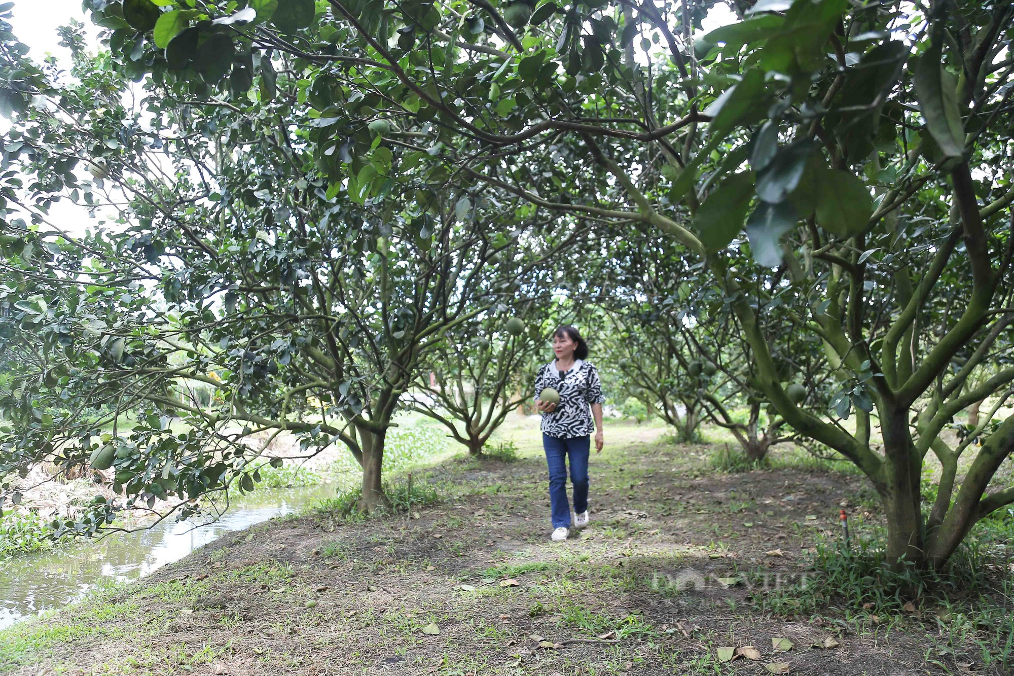 Chuyển từ trồng lúa sang trồng bưởi, nông dân xã Phạm Văn Hai tạo thương hiệu bưởi da xanh nức tiếng - Ảnh 2.