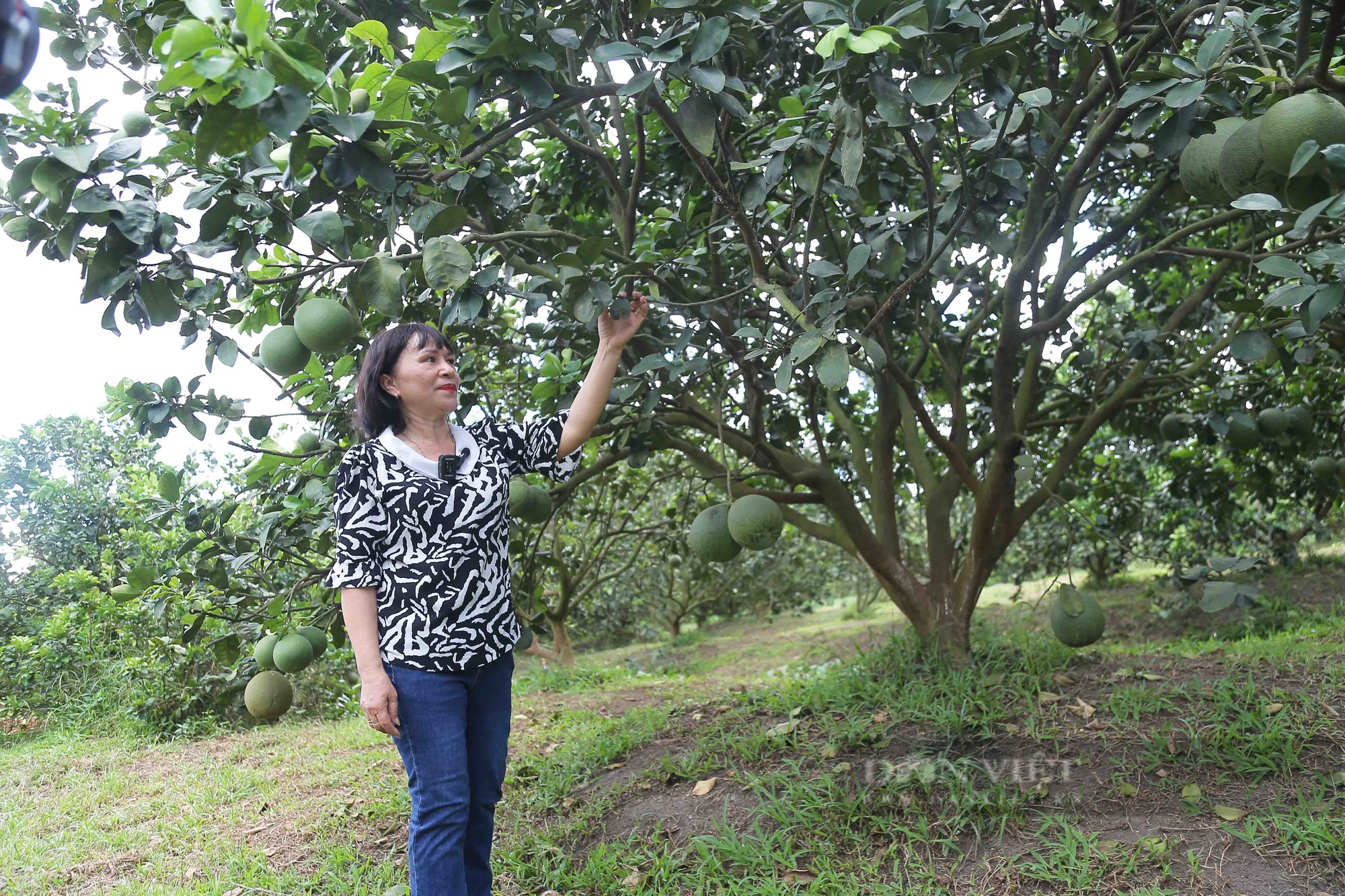 Chuyển từ trồng lúa sang trồng bưởi, nông dân xã Phạm Văn Hai tạo thương hiệu bưởi da xanh nức tiếng - Ảnh 3.